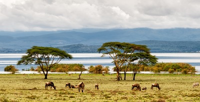 Masai Mara, Naivasha et Amboseli avec Maurice