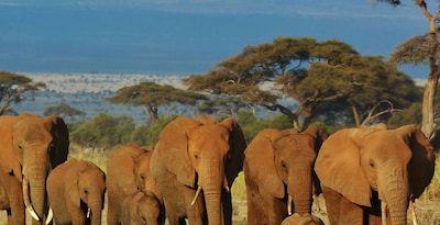 Masai Mara, Naivasha et Amboseli avec Seychelles