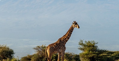 Arusha, Tarangire, Karatu, Ngorongoro et Zanzibar