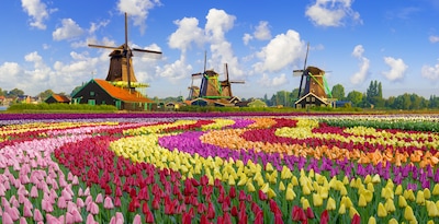 Evènement : La floraison des tulipes à Amsterdam