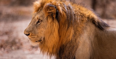 Circuit Beautés du Sénégal et balade avec les lions de Fathala