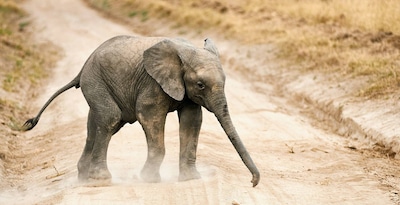 Circuit Tanzanie, royaume des Géants : Safari d'exception en terres sauvages