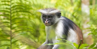 Circuit Zanzibar : entre nature, senteurs et plages (Framissima Evasion Voi Kiwengwa Resort) ****