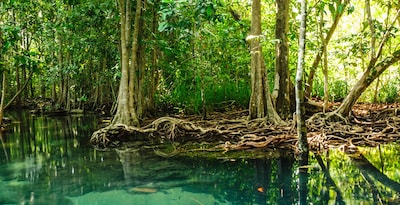 Bangkok, Chiang Rai, Chiang Mai et Krabi