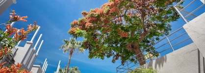 Los Olivos Beach Resort