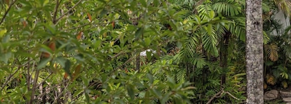 Club Tropical Resort Port Douglas