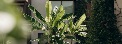 Paloma Orenda
