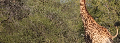 Tshukudu Game Lodge