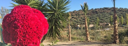 Hotel Arco Del Sol