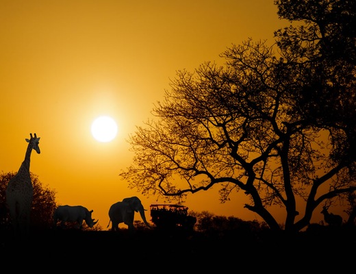 Safari Terrestre