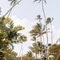 Plantation Hale Suites - map
