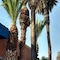 Days Inn By Wyndham Los Angeles Lax Venicebch Marina Delray - map