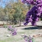 Gumleaves Bush Holidays - map
