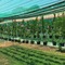Green Village Langkawi Resort - map