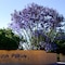 Bush Pillow Guest House - map