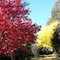 Abelia Cottage Of Daylesford Botanical - map