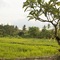 Mesari Hotel Ubud - map