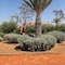 Dar Sofil - Adults Only - map