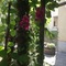 Hotel Gentile - map