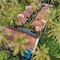 Sadev Resort - map