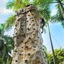 Paradisus Punta Cana