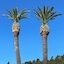 Cambria Palms Motel
