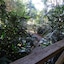 Tamborine Luxury Chalets
