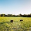 Yala Safari Camping