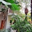 Hotel Humuya Inn