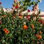 Riad Ella