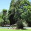 The Pecan Tree