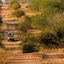 Rhino Walking Safaris