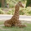 Zoo de Frankfort