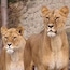 Zoo Artis