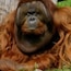 Zoo de Berlin