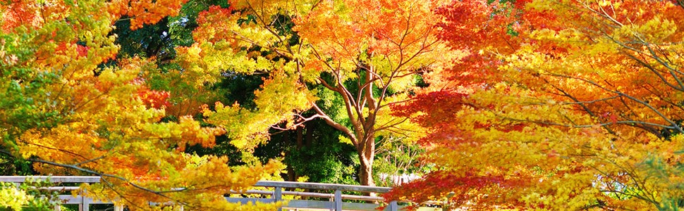 Itinéraire -  Corée Du Sud, Japon - Norwegian Cruise Line