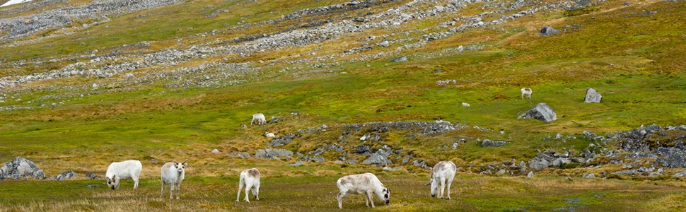 Itinéraire -  Russie, Norvège - Ponant