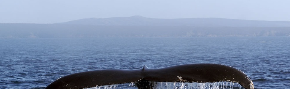 Itinéraire -  Canada - Ponant